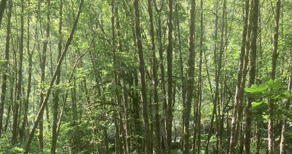 Creating the Wild World of Nasci